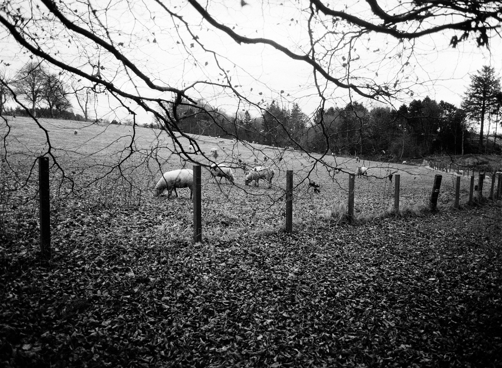 England
Scotland
Duns