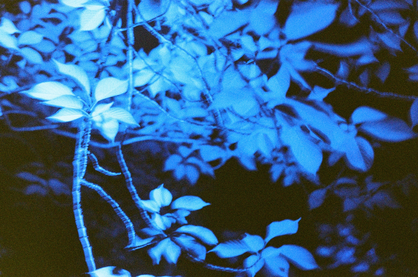 Japan
Kyoto
Toji